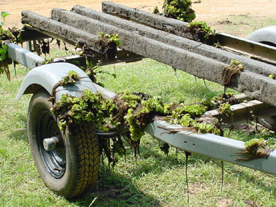 Giant salvinia clings to boat trailer
