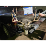 4.5-year-old mule deer buck harvested in Floyd County