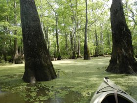 Cooks Lake to Scatterman Paddling Trail - Cypress Forest