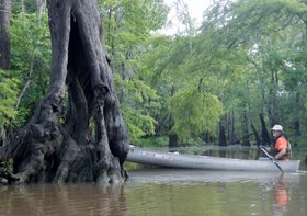 Cooks Lake to Scatterman Paddling Trail - Geraldat Madonna Tree