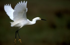 Cooks Lake to Scatterman Paddling Trail - Snowy Egret