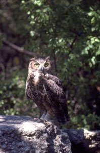 Great_Horned_owl