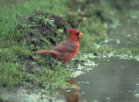 NorthernCardinal