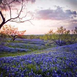 Oak woods & Prairies