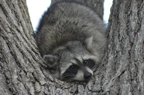 Raccoon