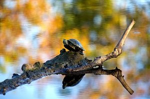 Red-Eared Slider-8295