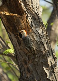 Red-bellied_Woodpecker