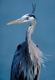 Saspamco Paddling Trail greatblueheron