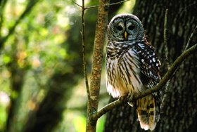 Stephen F. Austin Paddling Trail - Columbia Bottomland Waterway Owl