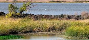 Stephen F. Austin Paddling Trail - Gulf Prairie Run - Dow Wetlands