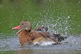 Stephen F. Austin Paddling Trail - Sugar Mill Stretch - Black Bellied Whistling Duck