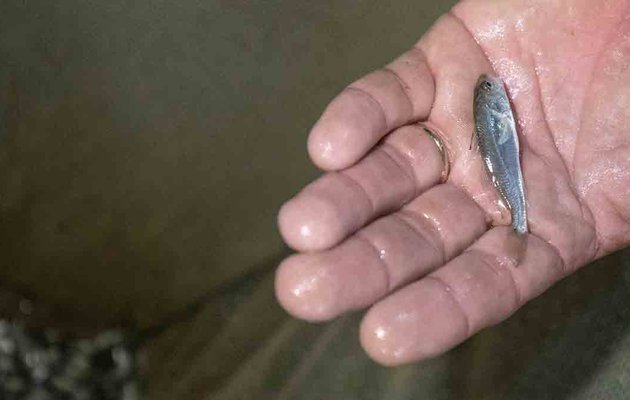 Red Drum Fingerling in Hand