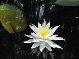 fragrantwaterlilly_small