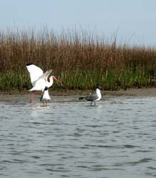 Galveston Bay White Ibis