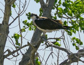 osprey