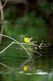 prothonotarywarbler