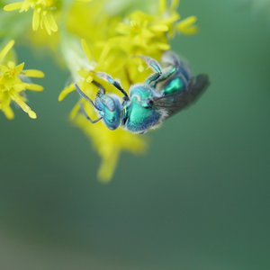 Seat Bee on yellow flower