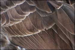 Bird Feathers