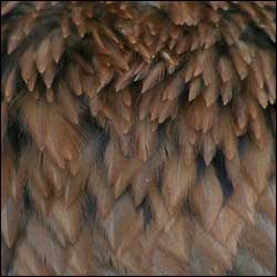 Bird Feathers