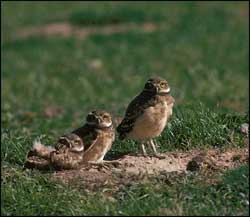 burrowing owl