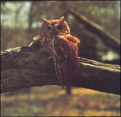 screech owl